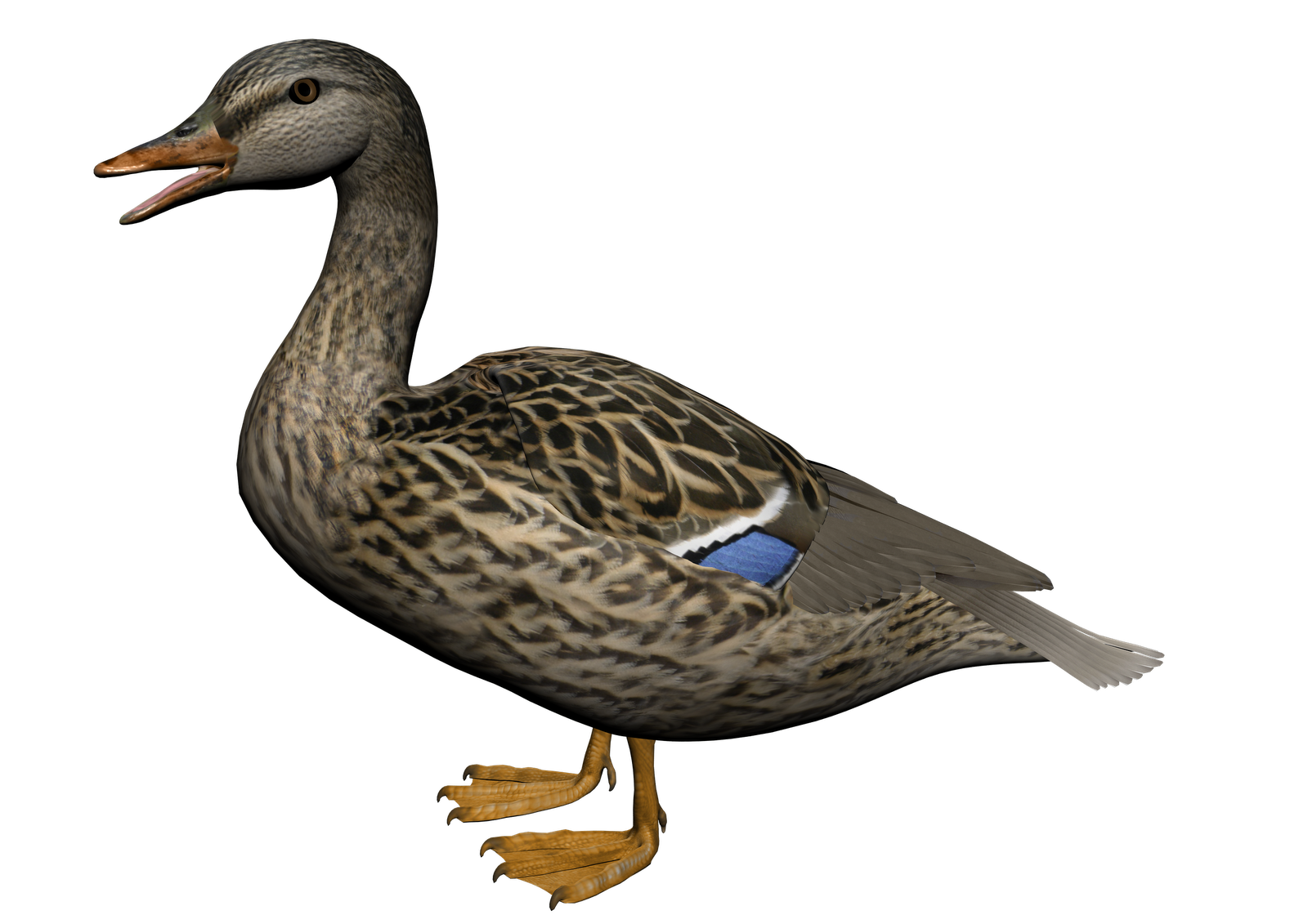 Hd Duck Image In Our System