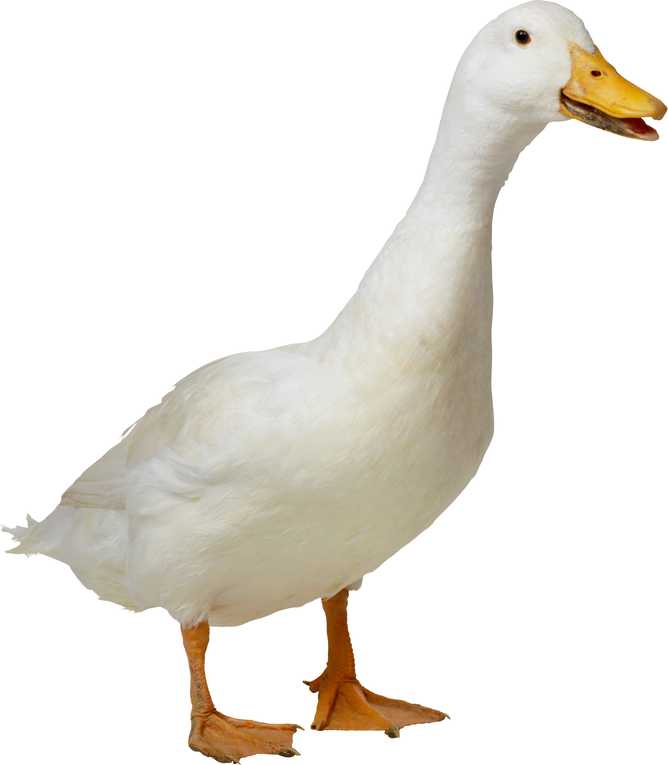 Duck Clipart Png Download