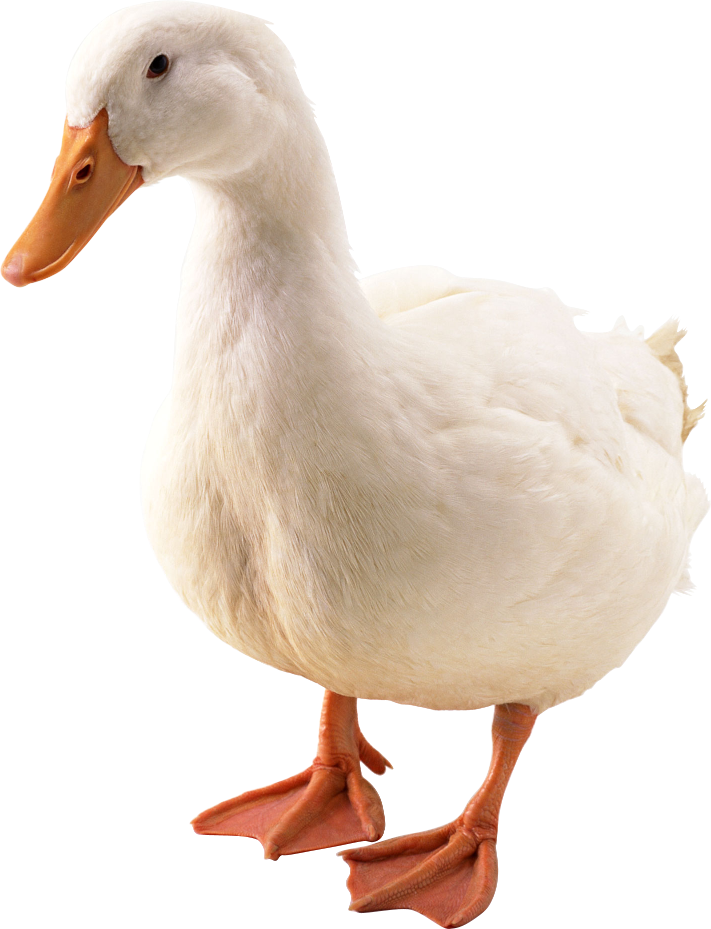 Picture PNG Duck