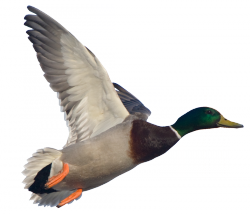 Best Free Duck Png Image