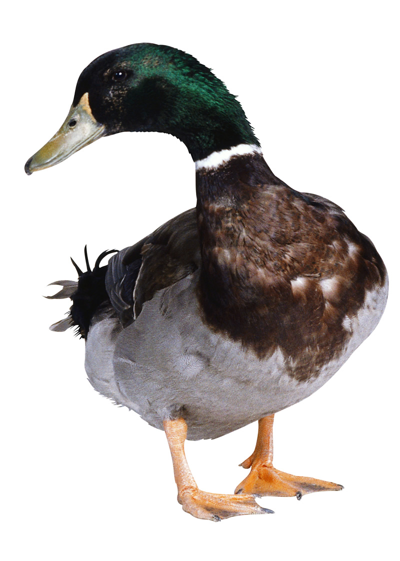 Download Duck Latest Version 2018 PNG Transparent Background, Free ...