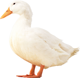 PNG Transparent Duck