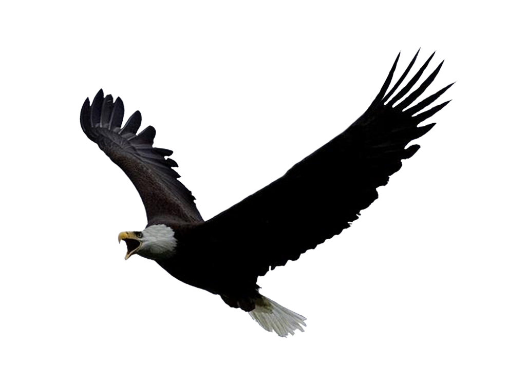 Drawing Eagle Vector PNG Transparent Background, Free Download #17405