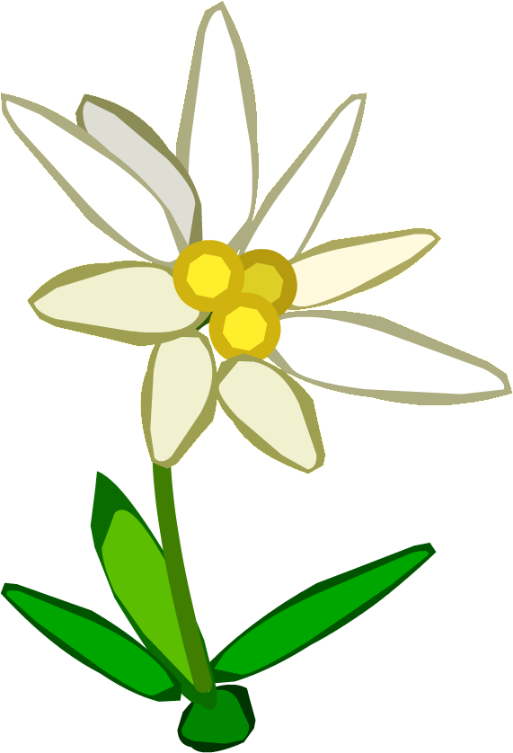Edelweiss Picture drawn on paper