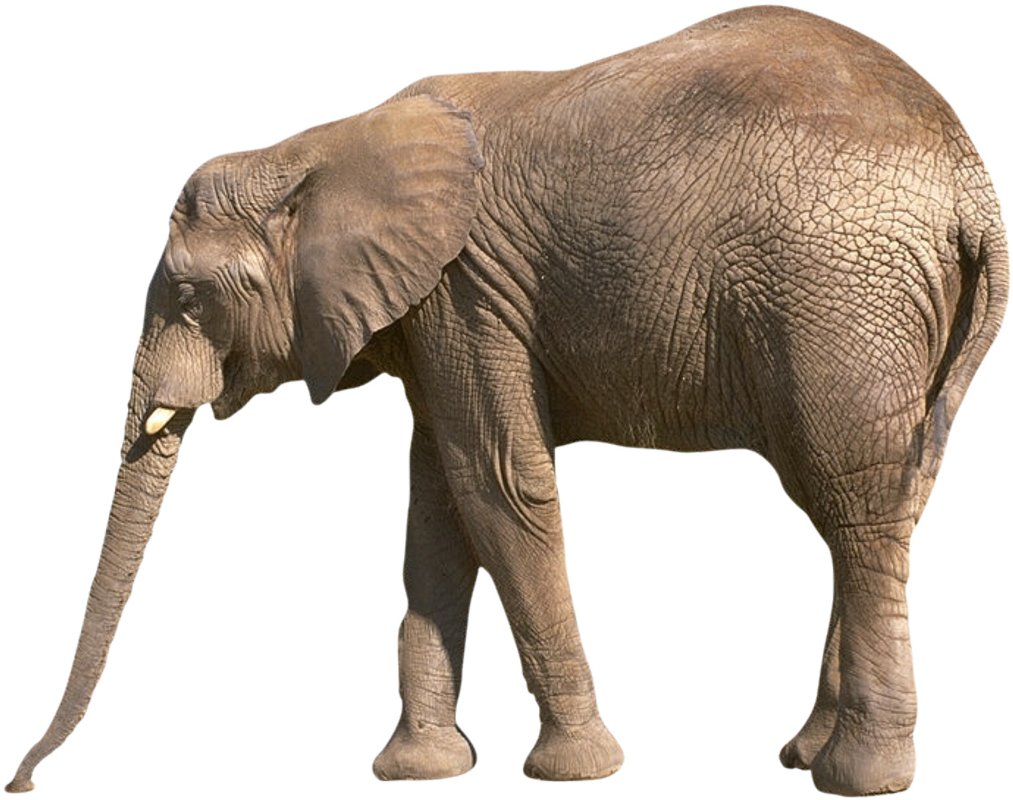 Elephant Africain Png Transparent Background Free Download Freeiconspng