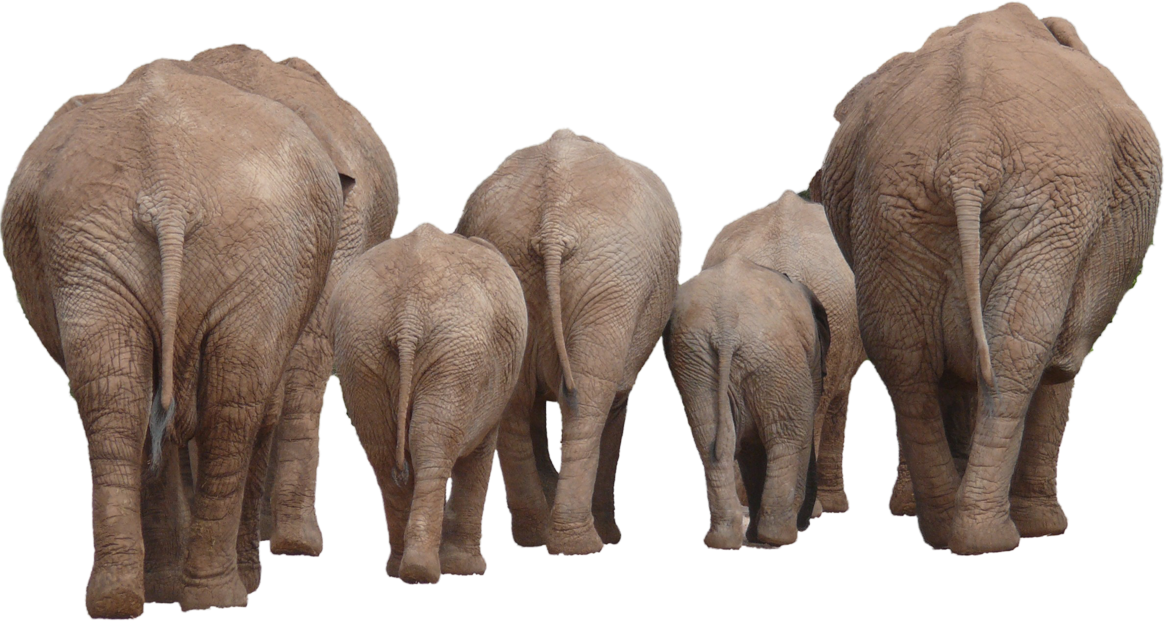 Free Free Elephant Family Svg Free 66 SVG PNG EPS DXF File