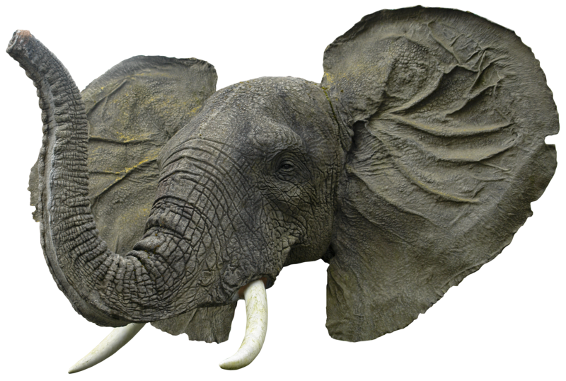 Elephant Transparent PNG Pictures - Free Icons and PNG Backgrounds