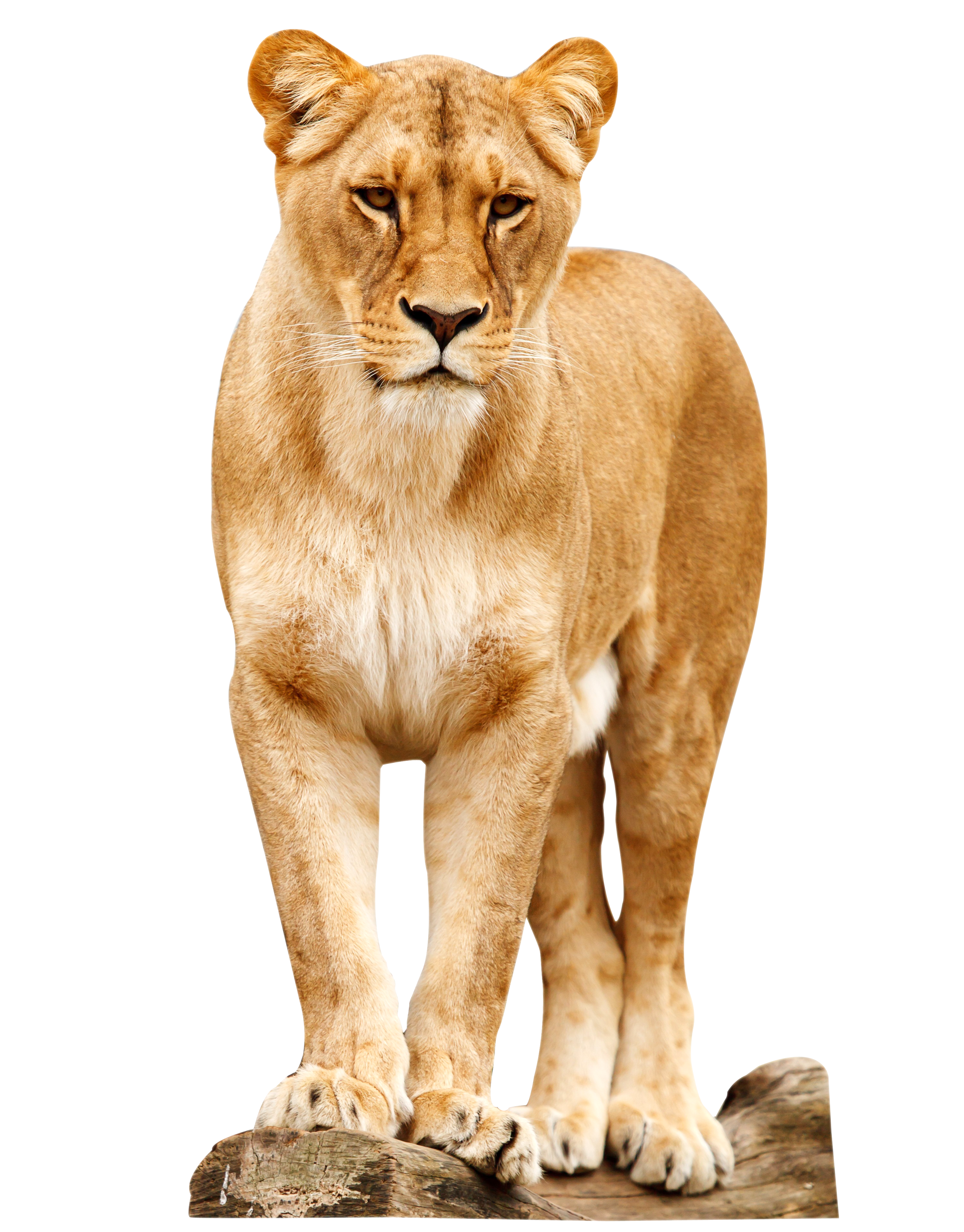 Female Lion Standing PNG #42285 - Free Icons and PNG Backgrounds