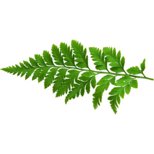 Featured image of post Green Ferns Png