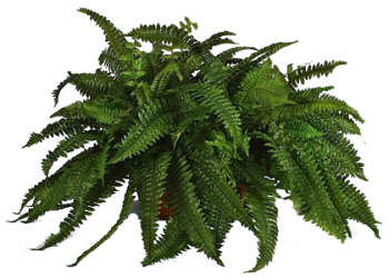 Ferns PNG, Ferns Transparent Background - FreeIconsPNG
