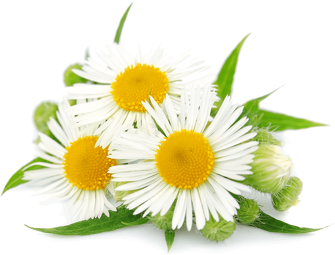 Flower mayweed Chamaemelum nobile Chamomile Clip art