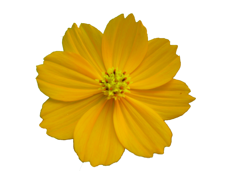 flower-png-20.png