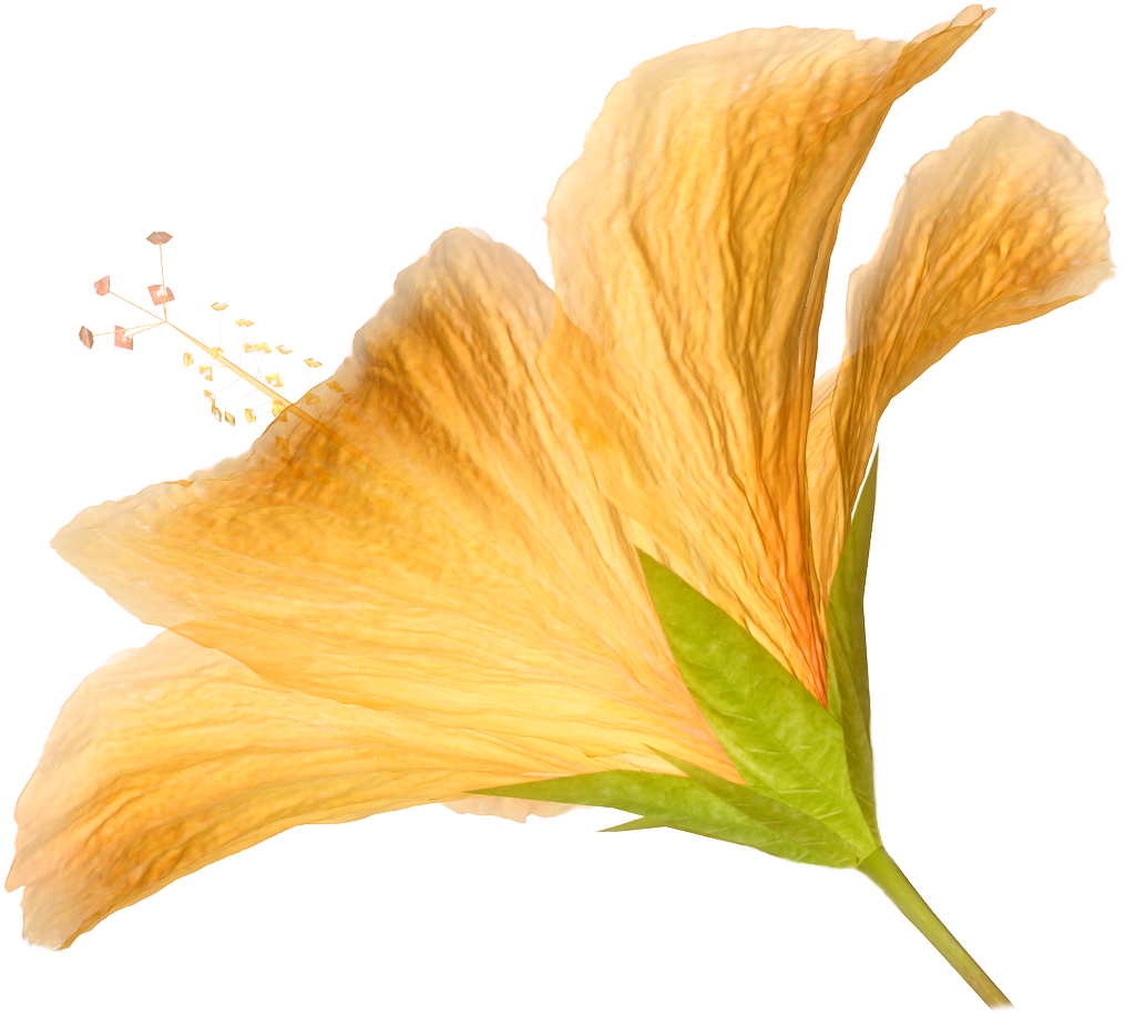 Hd Flower PNG Transparent Background, Free Download 17962 FreeIconsPNG
