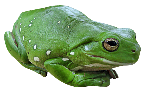 Frog Photo PNG Transparent Background, Free Download #43151 - FreeIconsPNG