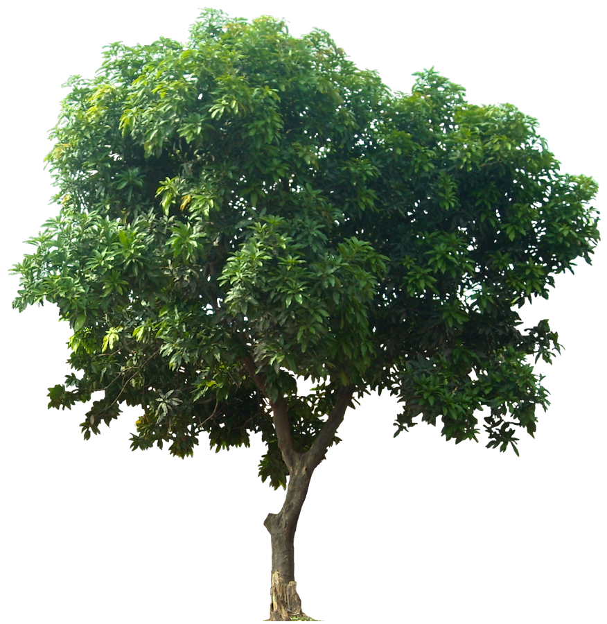 Gambar PNG Pohon Mangga