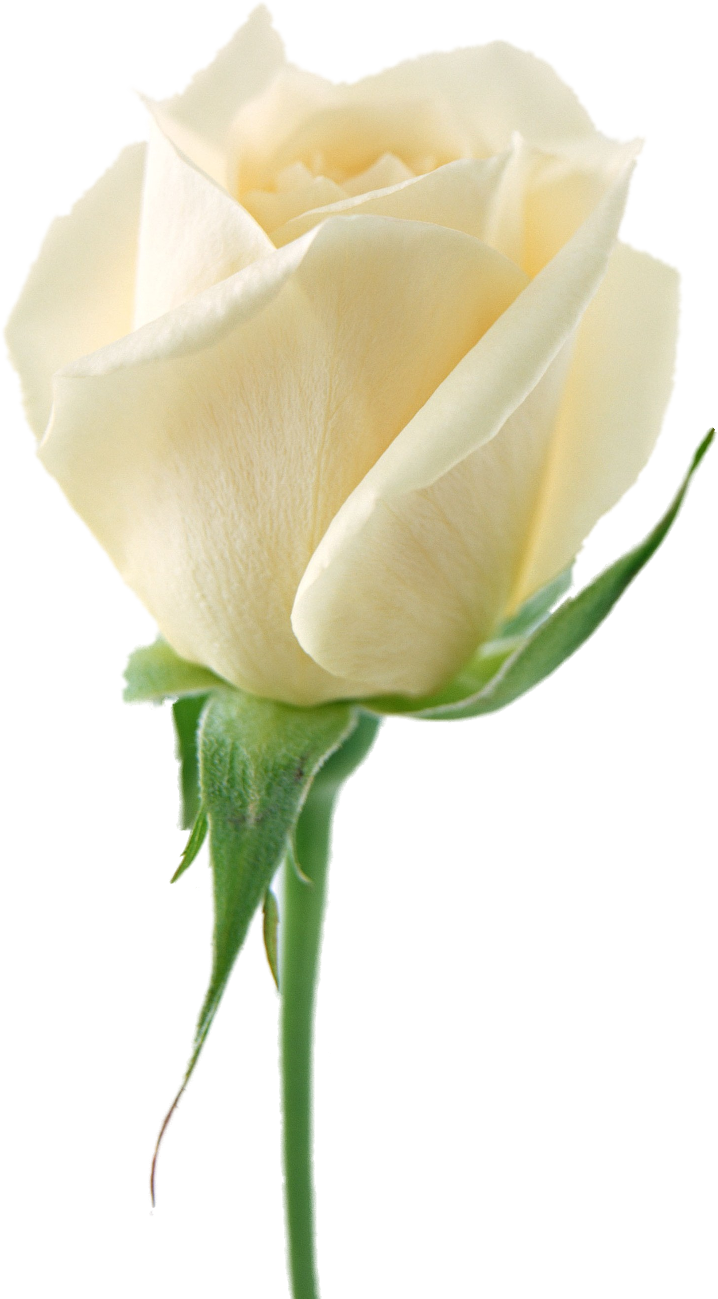 White Rose Bouquet Png