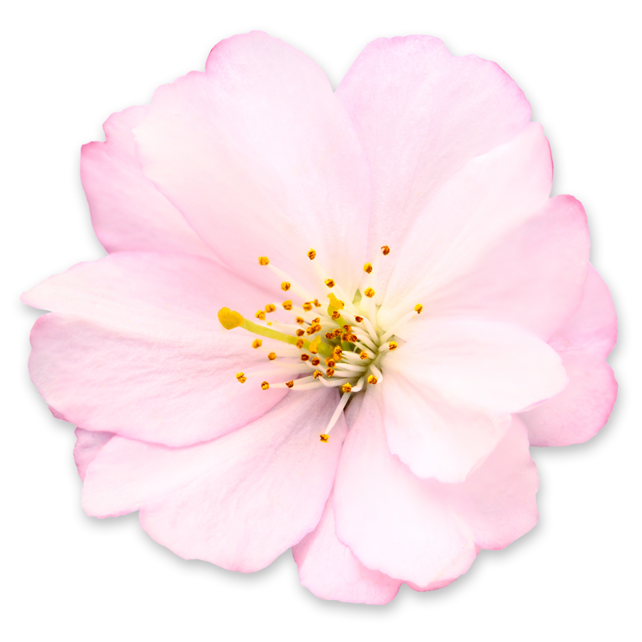 Pink Cherry Blossom Flower Png Cherry Blossom Png Images Free Png | My ...