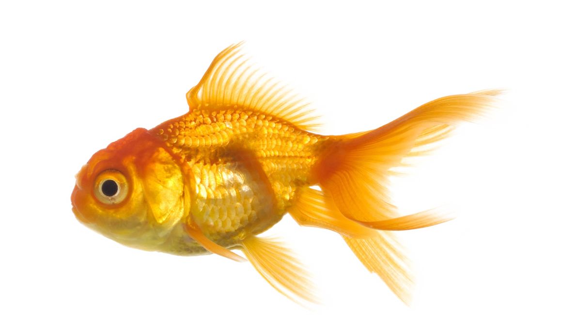Goldfish
