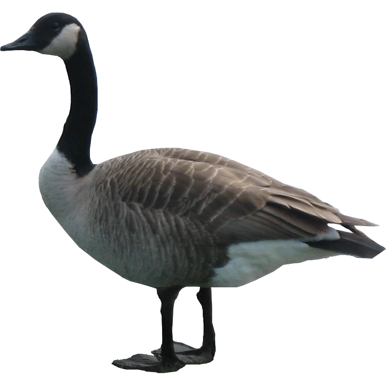 goose png image 33507 free icons and png backgrounds