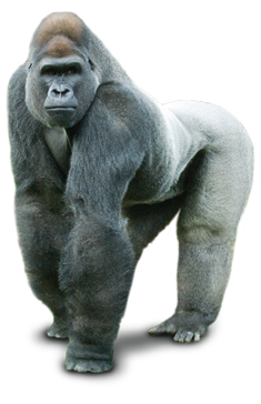 Background Hd Gorilla PNG Transparent Background, Free Download #37862