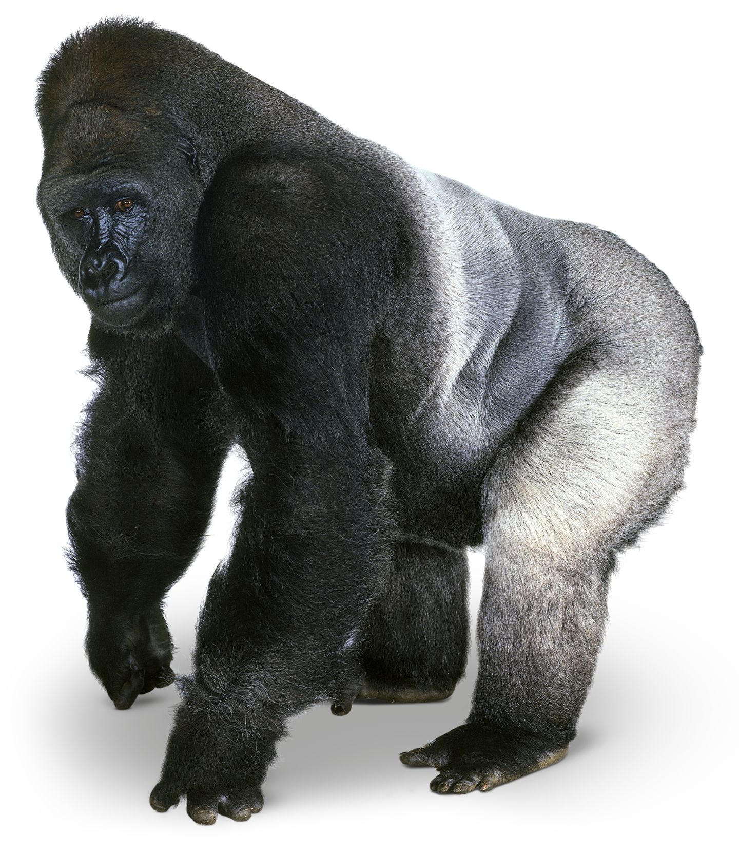 File Gorilla PNG Transparent Background, Free Download #37881