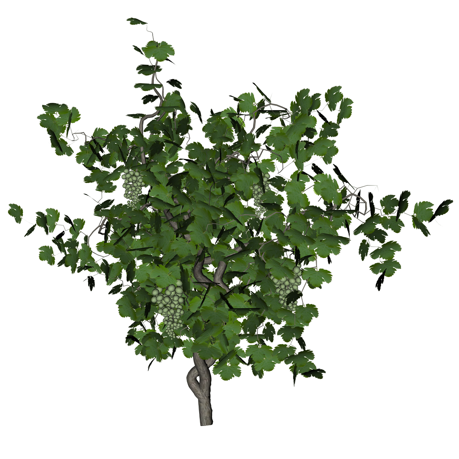 grape vine png 11