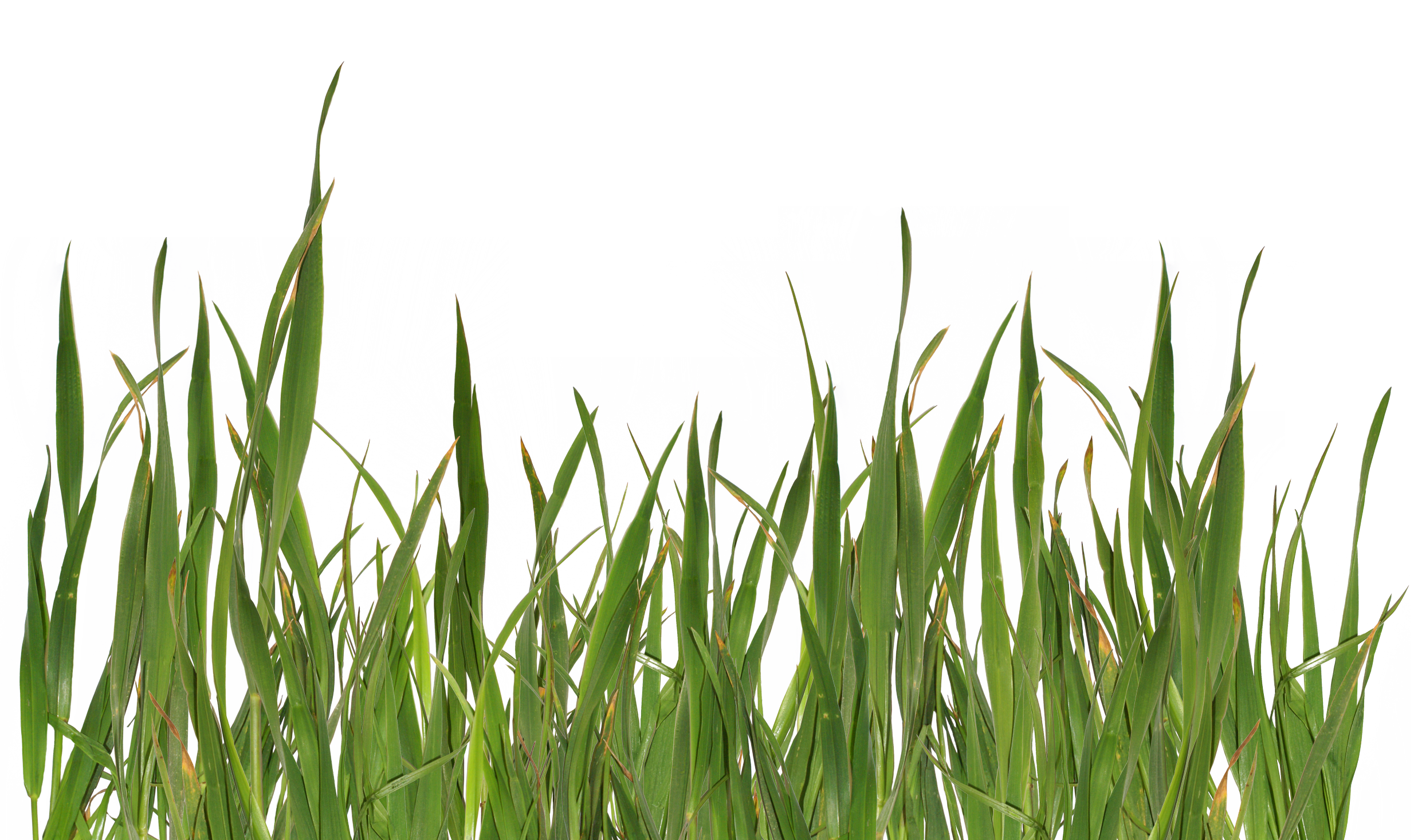 Grass Image Png Transparent Background Free Download 4754 Freeiconspng