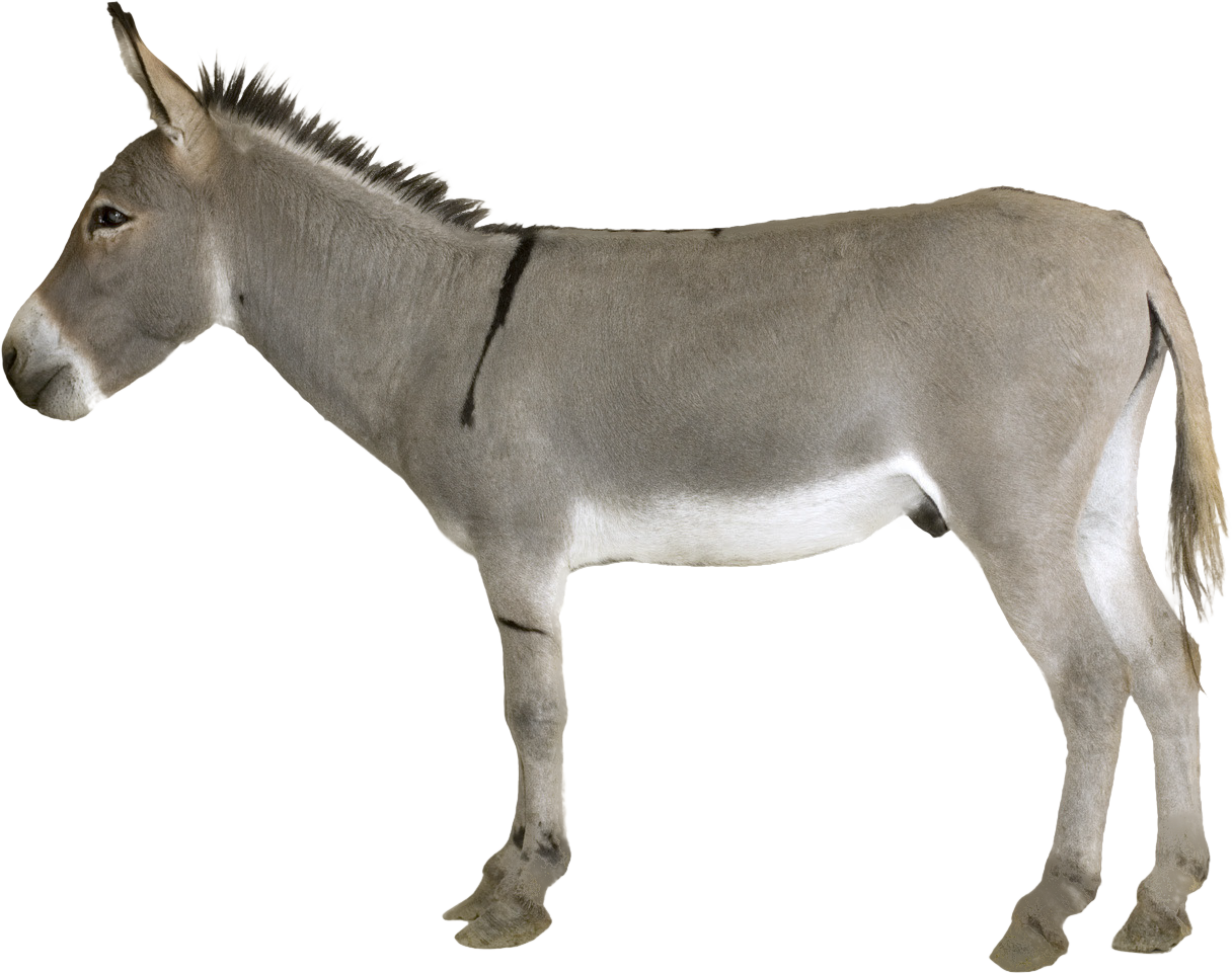 Gray Donkey