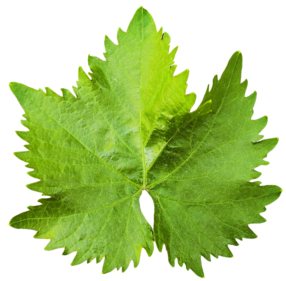 Green Leaves Png Transparent Background Free Download 38615 Freeiconspng