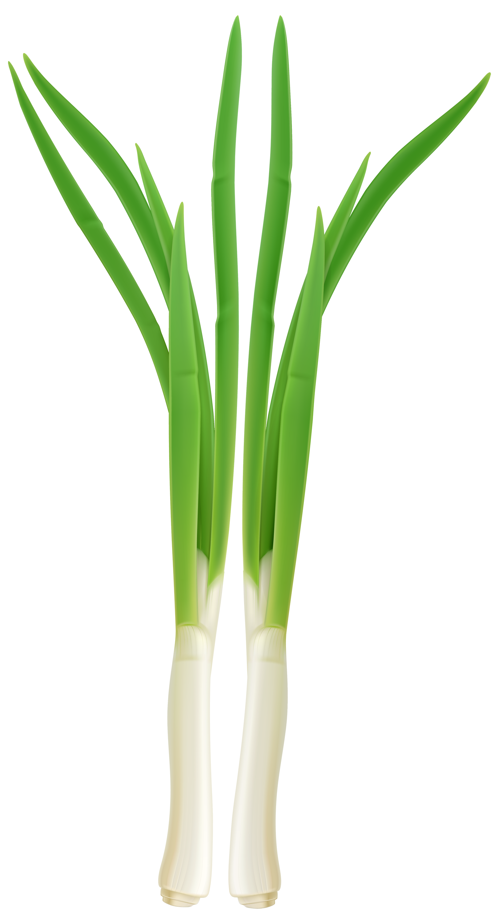 Green Onion PNG Transparent Background Free Download 38740 FreeIconsPNG Green Onion PNG Transparent Background Free Download 38740 FreeIconsPNG