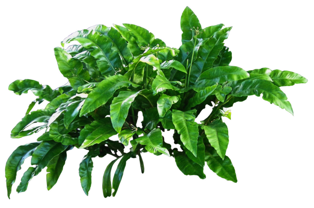 Green Plants PNG Transparent Background, Free Download #44902 - FreeIconsPNG