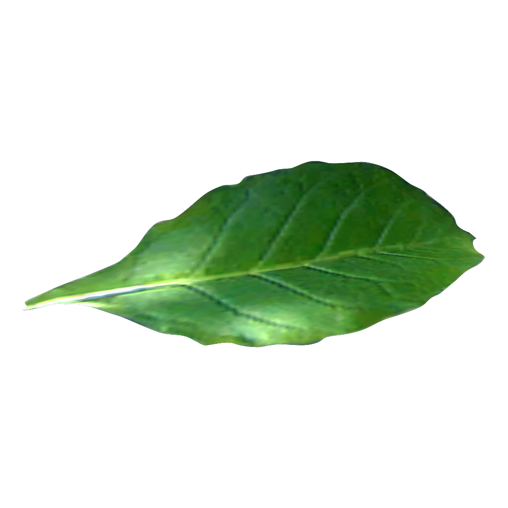 Pure Tobacco Leaf Benefits