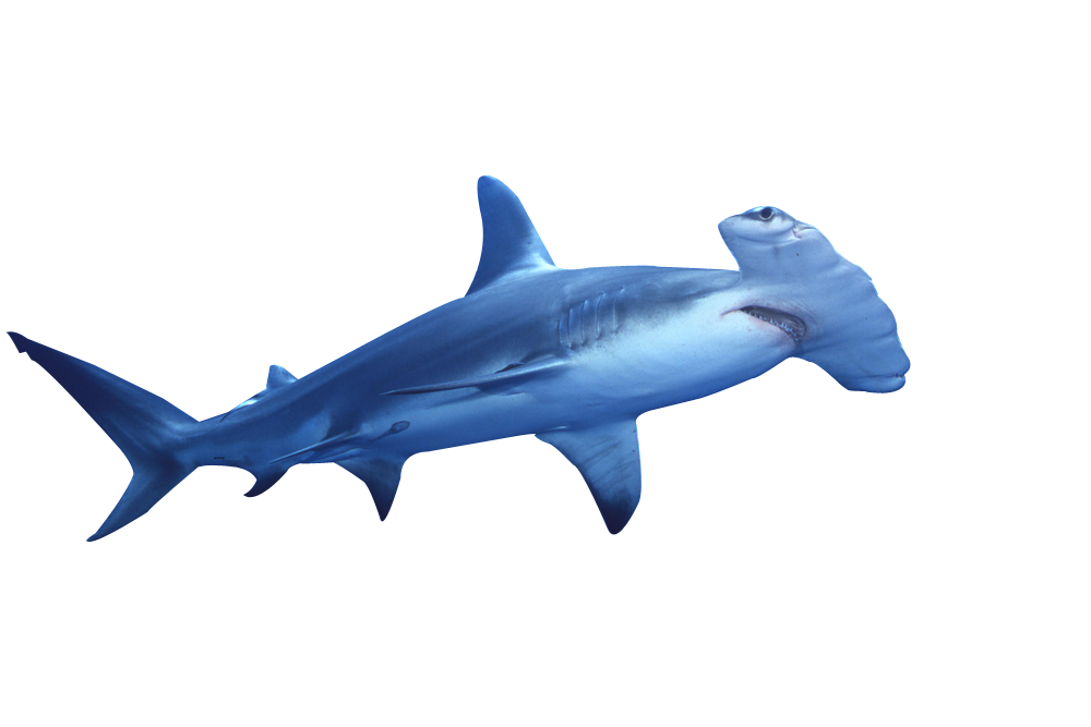Shark PNG, Shark Transparent Background - FreeIconsPNG