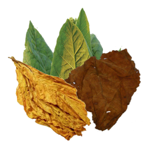 Tobacco Transparent PNG Pictures - Free Icons and PNG Backgrounds