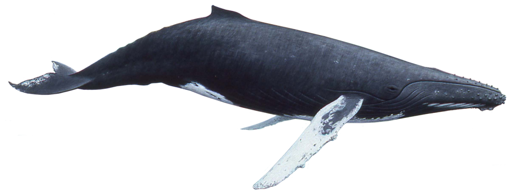 Hd Whale Transparent Background Image