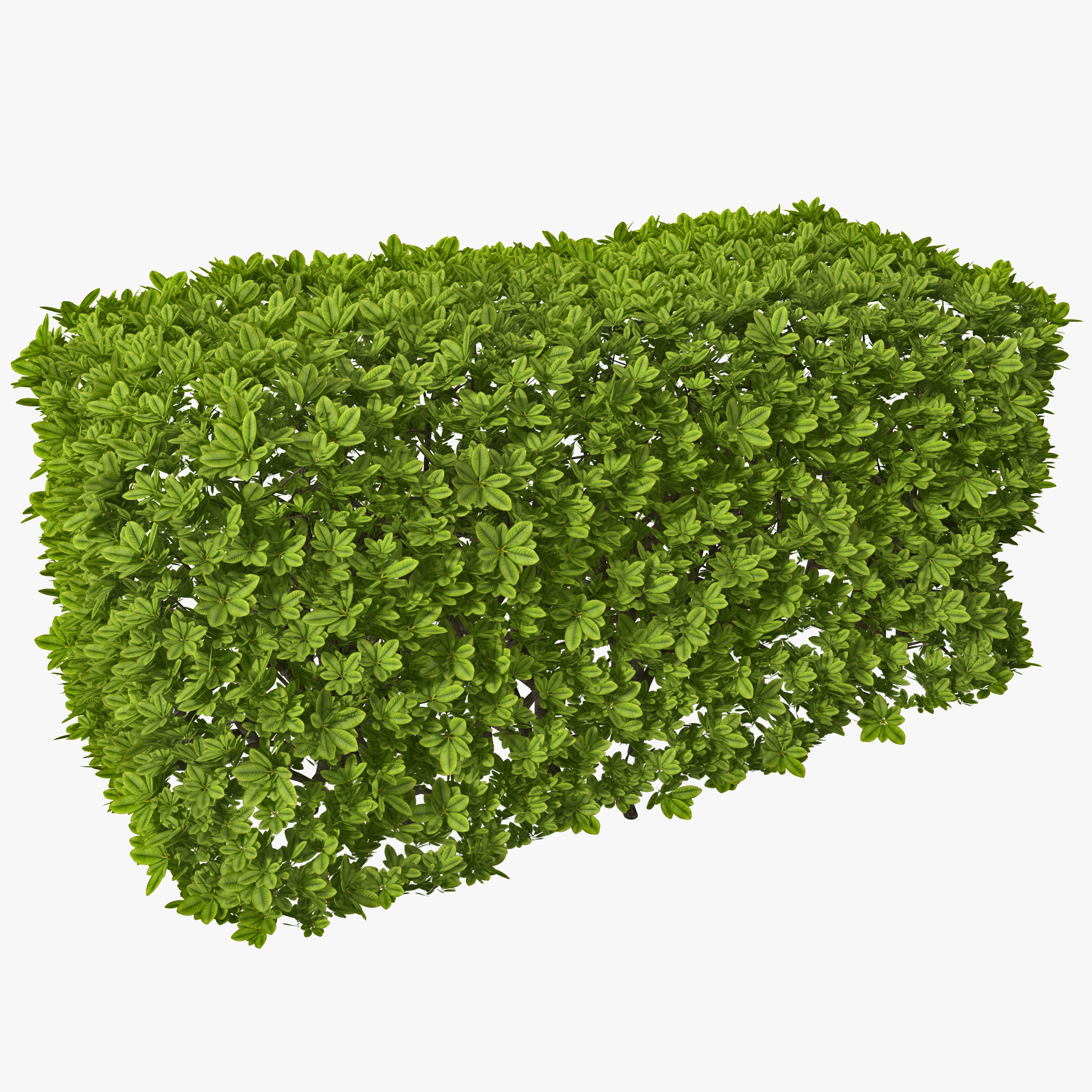 Download Images Free Hedges PNG Transparent Background, Free Download