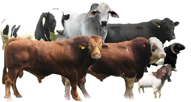 heifer, bull, cow, goat, sheep for feast of sacrifice transparent png