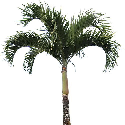 High Quality Real Palm Tree PNG Transparent Background, Free Download