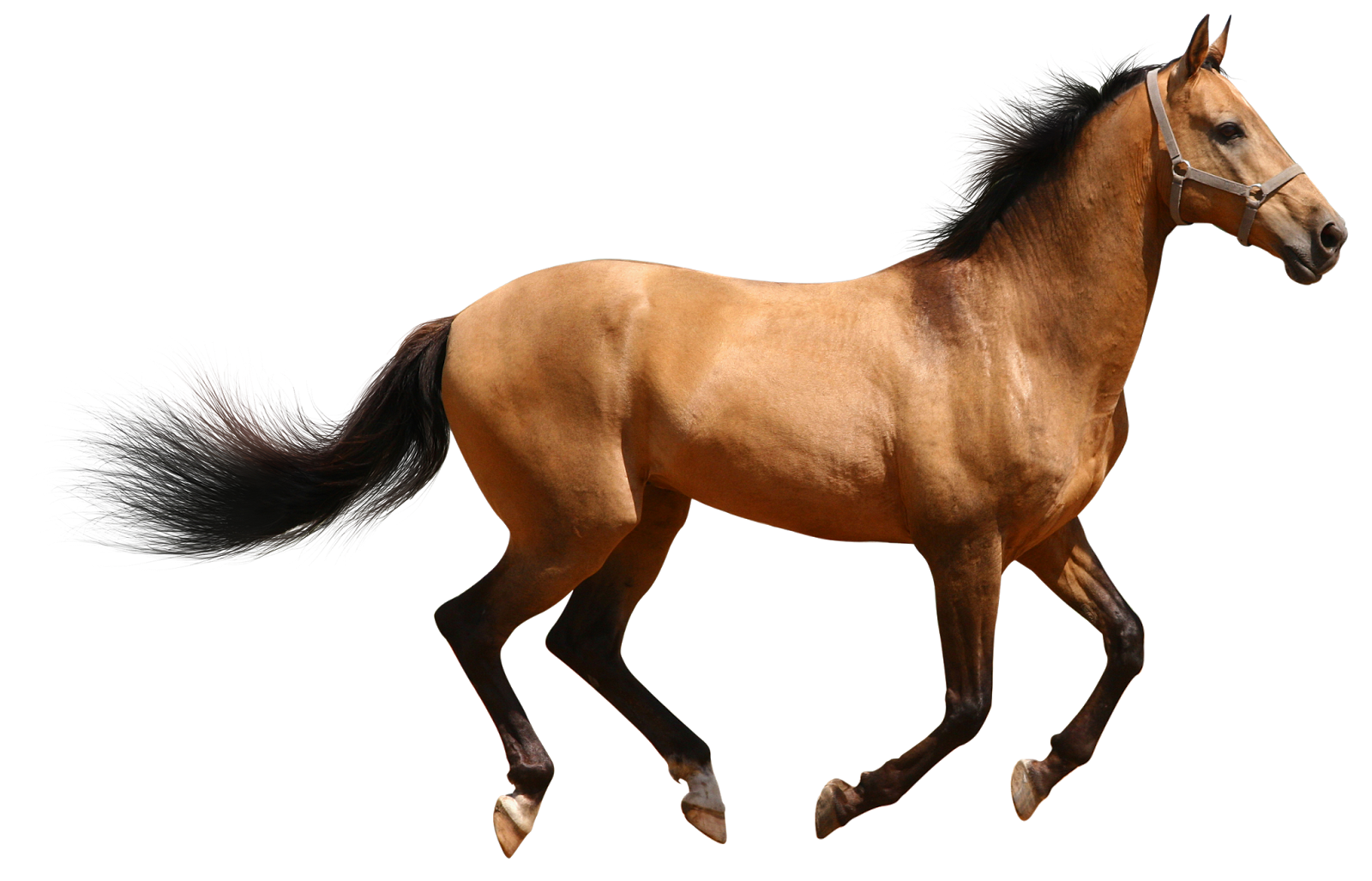 Horse 3d Animal PNG Transparent Background, Free Download #22321