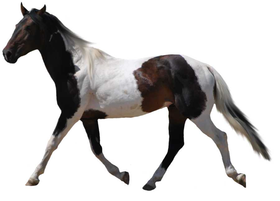 Png Format Images Of Horse