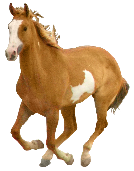 Images Best Clipart Horse Free