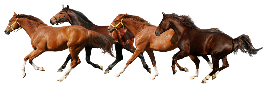 Transparent Background Png Horse #22562 - Free Icons and PNG Backgrounds