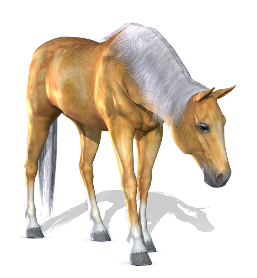Download Horse High Quality PNG Transparent Background, Free Download ...