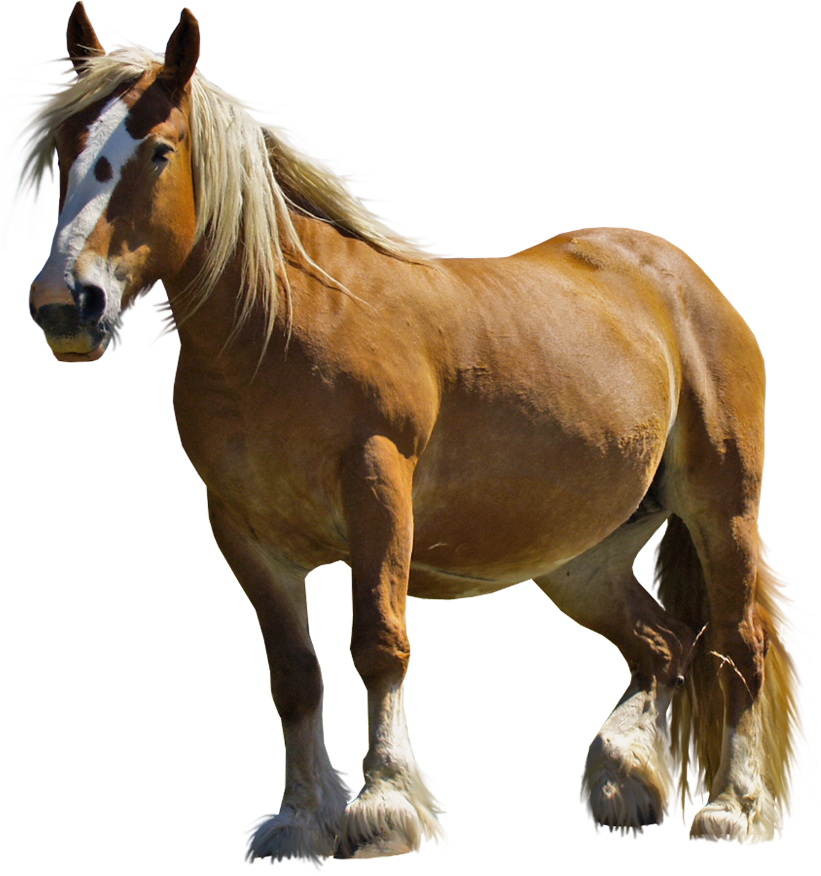 photo Transparent Background Free Horse Clipart high quality horse cliparts for free