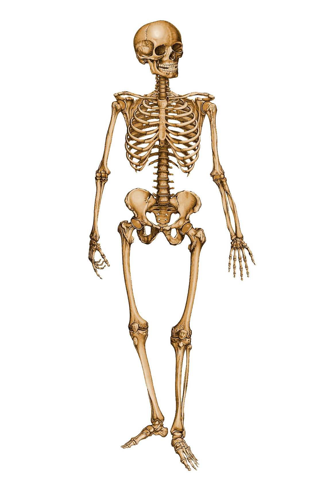 Human Skeleton #5314 - Free Icons and PNG Backgrounds