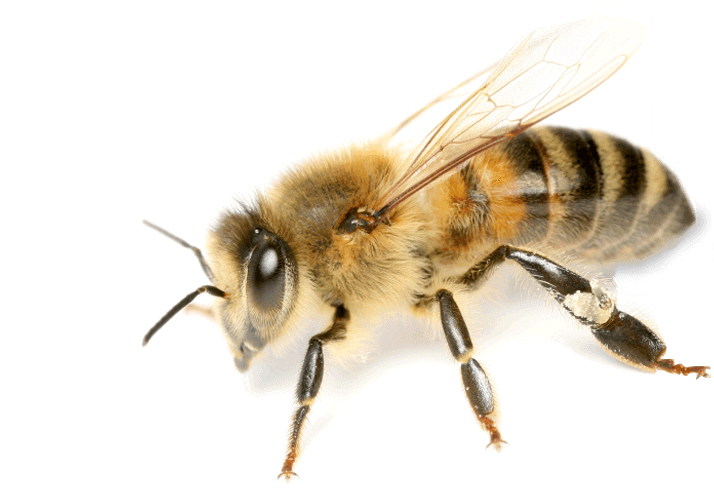 Image PNG Bee 714x490, 80.99 KB, Bee PNG Download - FreeIconsPNG