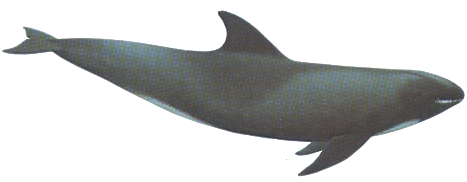 Insidious Whale Png Images
