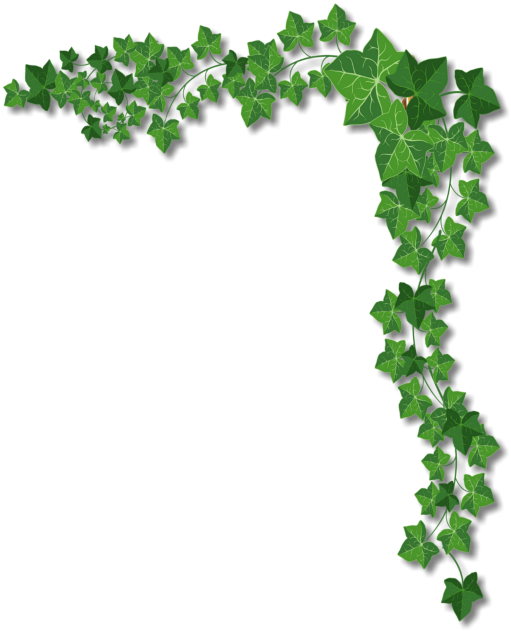 Ivy Clipart Vine Ivy Border Transparent Png Free Transparent Png