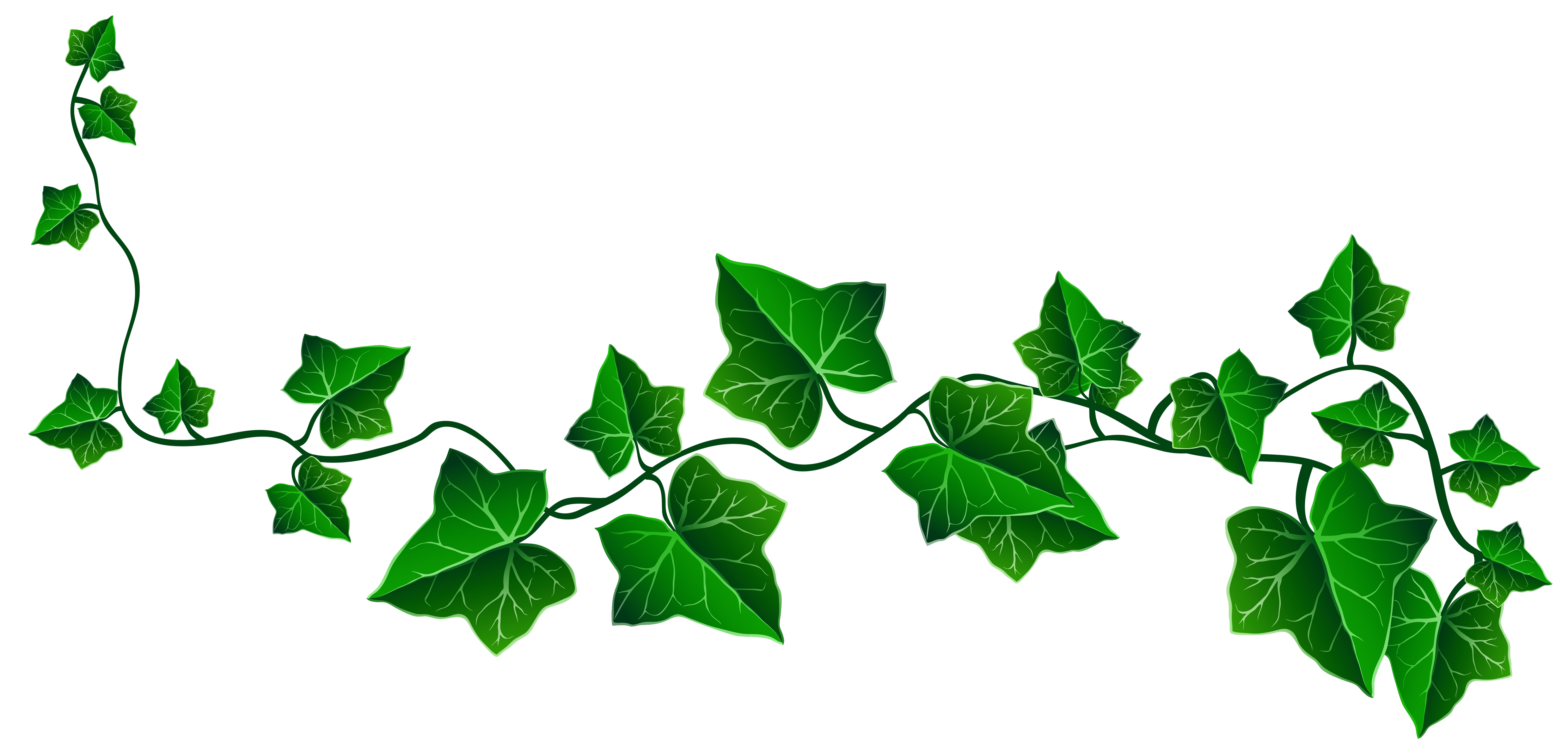Ivy Drawing PNG Transparent Background Free Download 46863 FreeIconsPNG