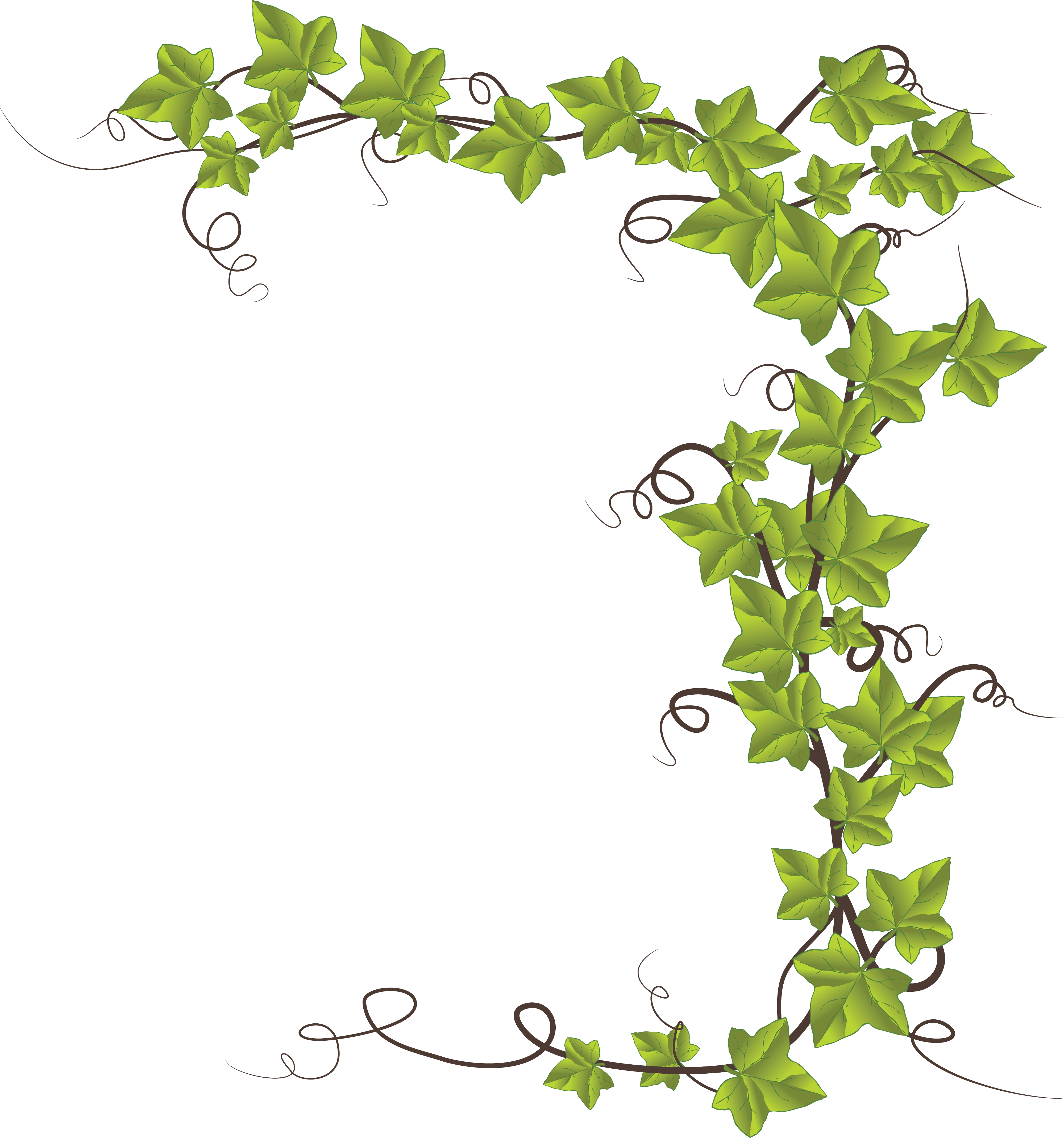 Ivy Drawing Png Transparent Background Free Download 46863 Freeiconspng ...